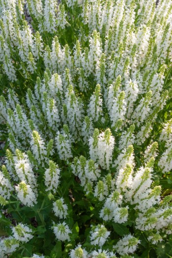 Шавлія дібровна Шнеехугель|Salvia nemorosa `Schneehügel`|Шалфей дубравный Шнеехугель